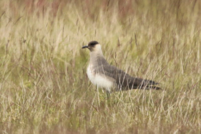 Arctic Skua (Parasitic Jaeger)