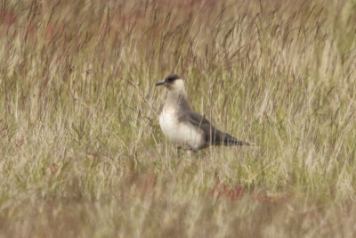 Arctic Skua (Parasitic Jaeger)