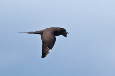 Arctic Skua (Parasitic Jaeger)