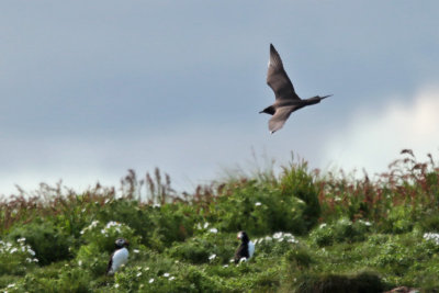 Arctic Skua (Parasitic Jaeger)