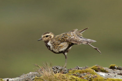 European Golden Plover