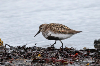 Sandpipers