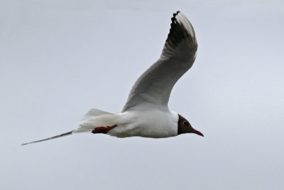 Black-headed Gull