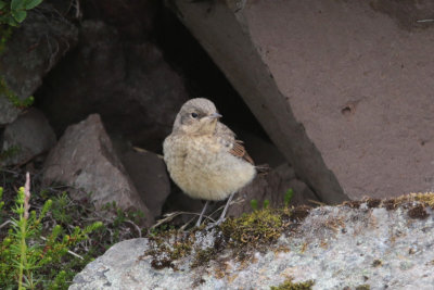 Northern Wheatear