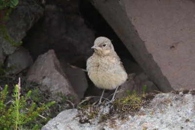 Northern Wheatear