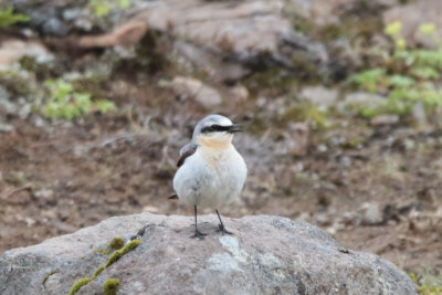 Northern Wheatear