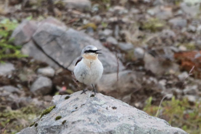 Northern Wheatear