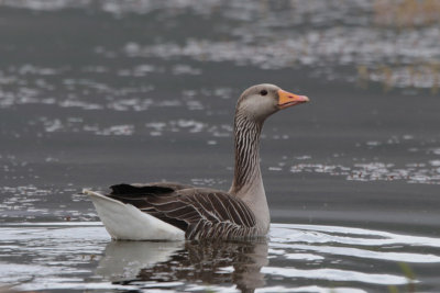 Greylag Goose