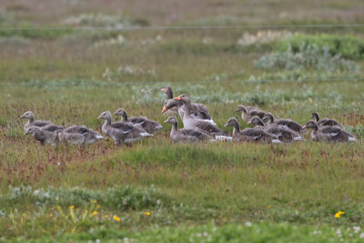 Greylag Geese