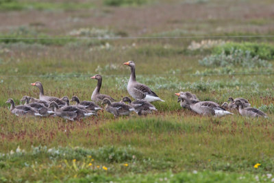 Greylag Geese