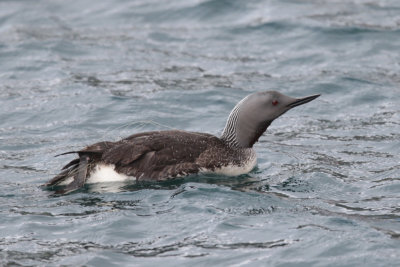 Red-throated Loon with fishline