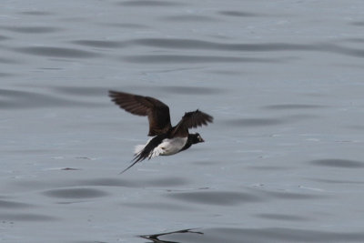 Long-tailed Duck