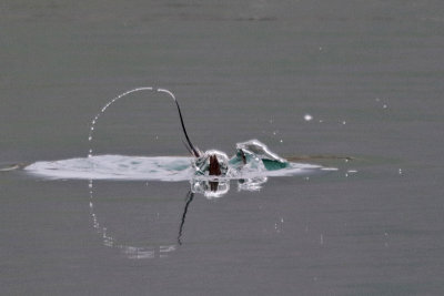 Long-tailed Duck