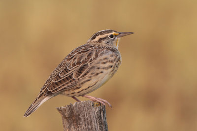 Western Meadowlark