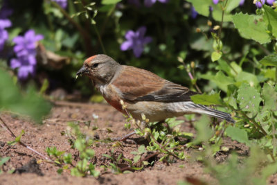 Common Linnet