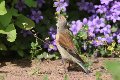 Common Linnet