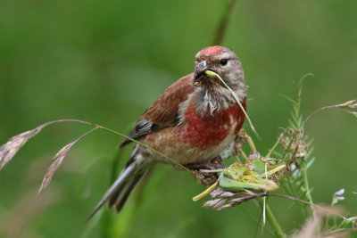 Common Linnet