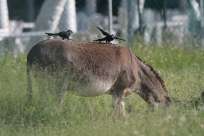Donkey with Groove-billed Anis