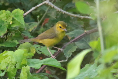 Hooded Warbler