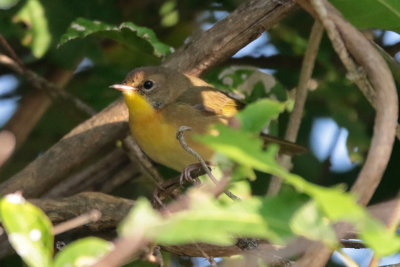 Common Yellowthroat