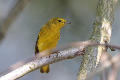 Yellow Warbler