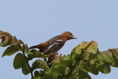 Baltimore Oriole