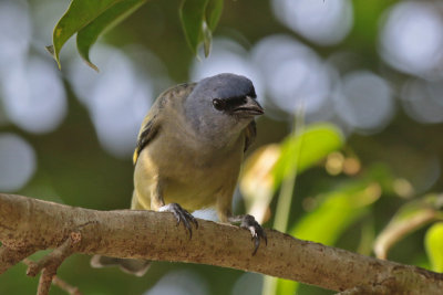 Yellow-winged Tanager