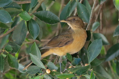 Clay-colored Thrush