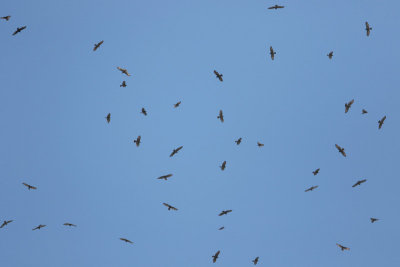 Groups of birds