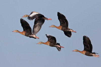 Black-bellied Whistling-Ducks