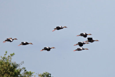 Black-bellied Whistling-Ducks