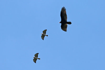 Turkey Vulture and hawks