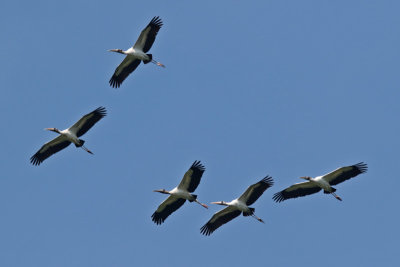 Wood Storks