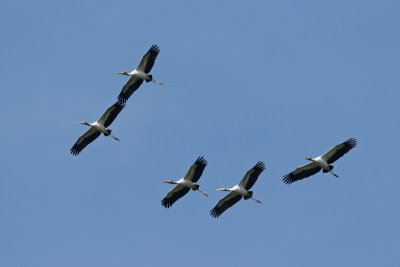 Wood Storks