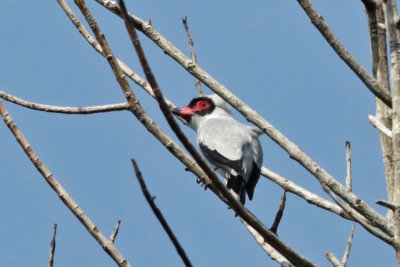 Tityra, Swallow, Hummingbird