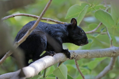 Mexican Red-bellied Squirrel, black morph
