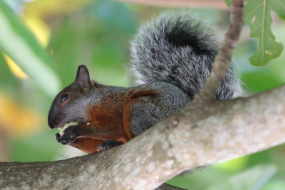 Mexican Red-bellied Squirrel