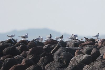 Mixed Shorebirds