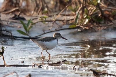 Spotted Sandpiper