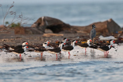 Black Skimmers