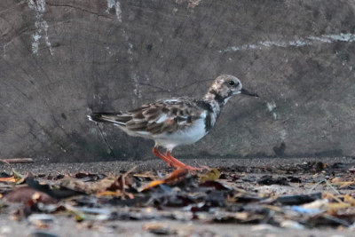 Ruddy Turnstone