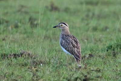 Double-striped Thick-knee