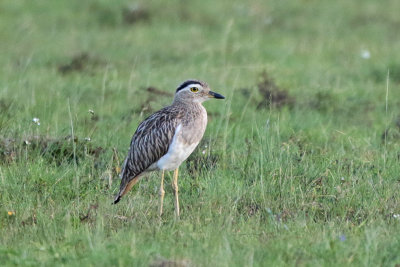 Double-striped Thick-knee