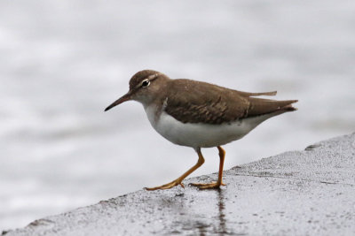 Spotted Sandpiper