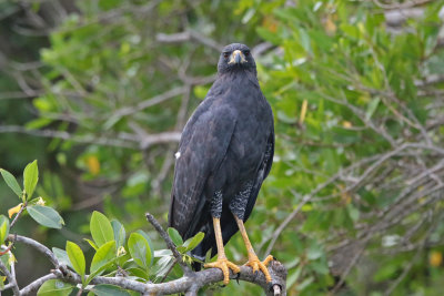 Great Black Hawk