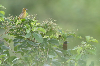 2017-10-12_9371-orchardorioles.jpg