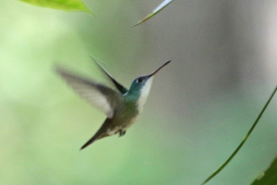 2017-10-13_8970-hummingbird.jpg