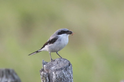 Thrushes, Jays, Silkies, Vireos, and Shrike