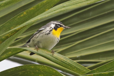 Yellow-throated Warbler