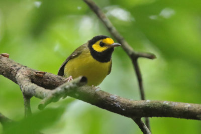 Hooded Warbler